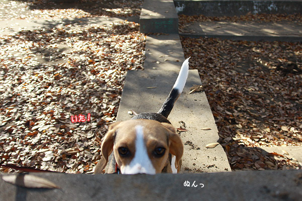 ビーグル きなこ