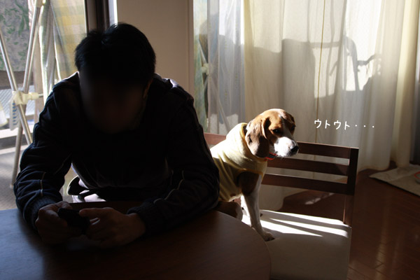 ビーグル きなこ