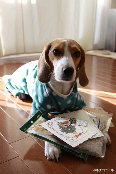 ビーグル きなこ