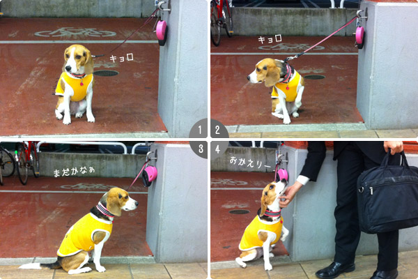 ビーグル きなこ