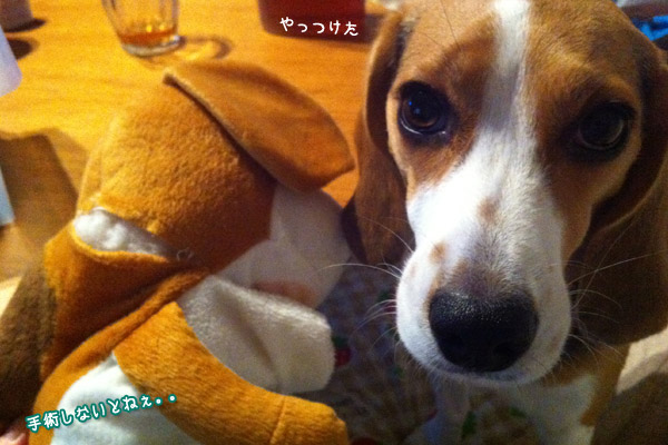 ビーグル きなこ