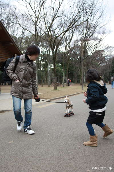 ビーグル きなこ