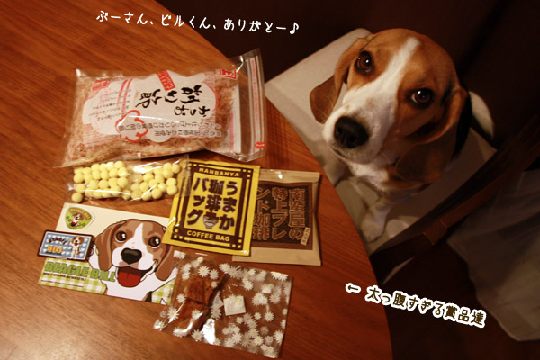 ビーグル きなこ