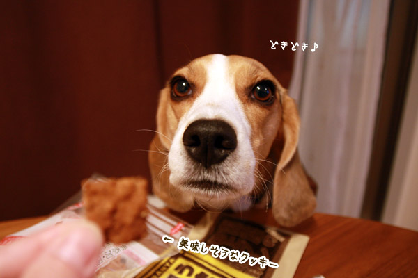 ビーグル きなこ