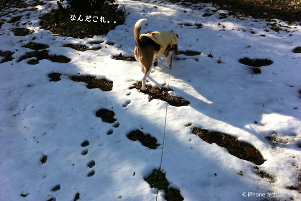 ビーグル きなこ