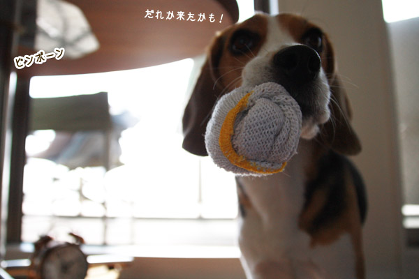 ビーグル きなこ