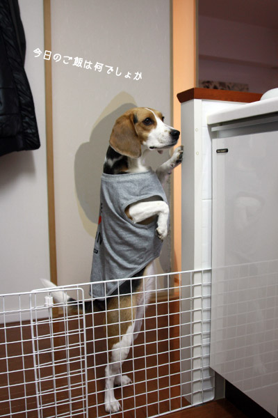 ビーグル きなこ