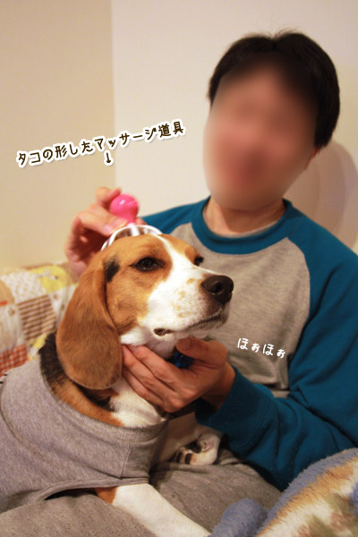 ビーグル きなこ