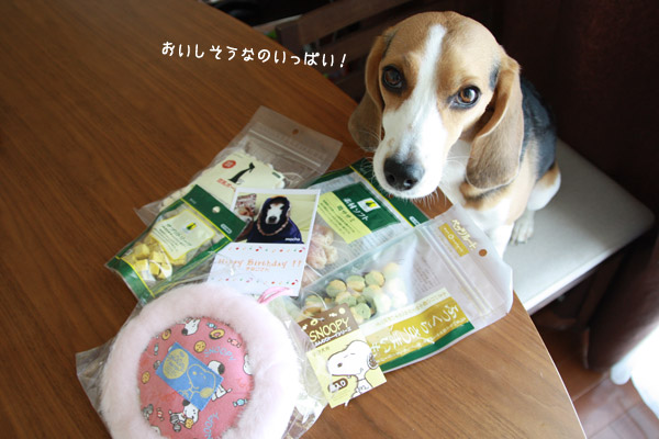 ビーグル きなこ