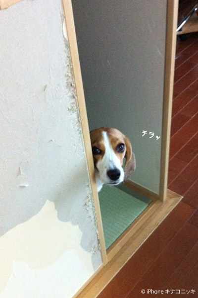 ビーグル きなこ