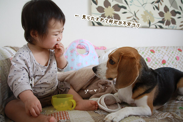 ビーグル きなこ