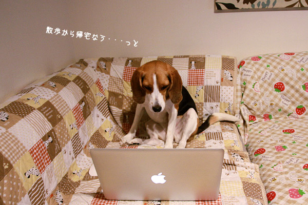 ビーグル きなこ