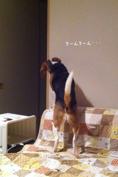 ビーグル きなこ