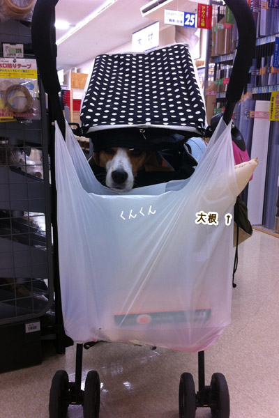 ビーグル きなこ
