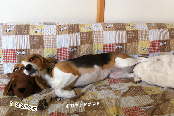 ビーグル きなこ