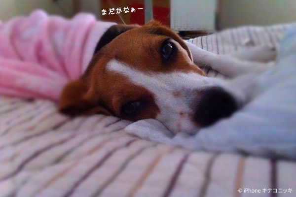 ビーグル きなこ
