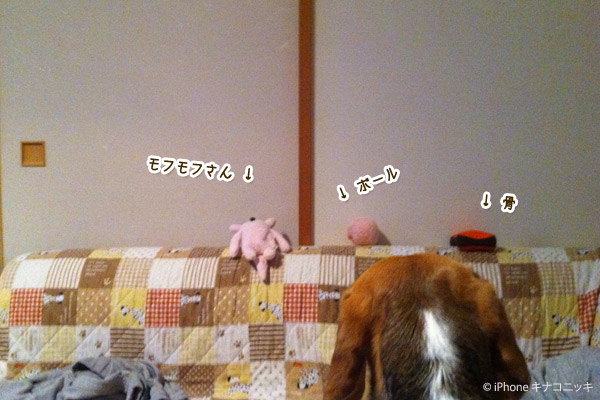 ビーグル きなこ