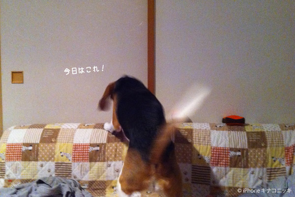 ビーグル きなこ