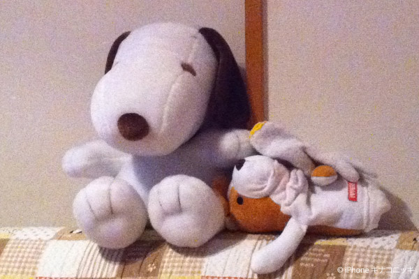 ビーグル きなこ
