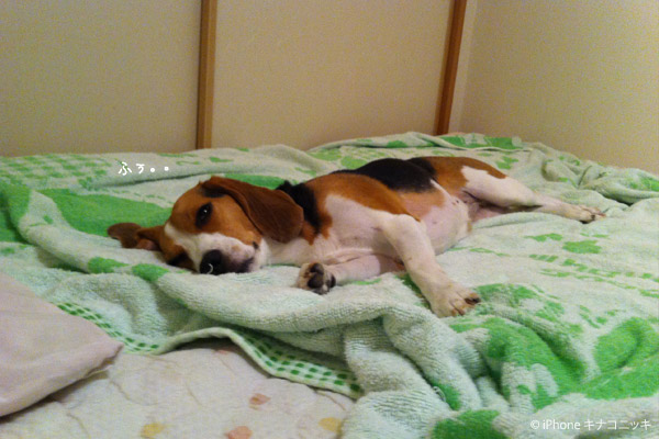 ビーグル きなこ