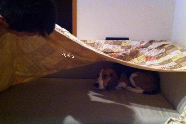 ビーグル きなこ
