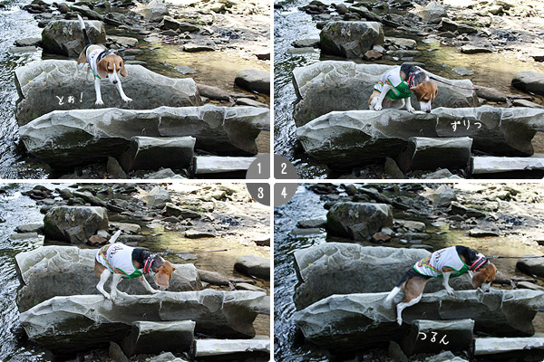 ビーグル きなこ
