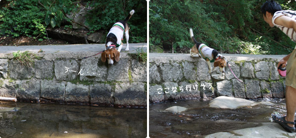 ビーグル きなこ