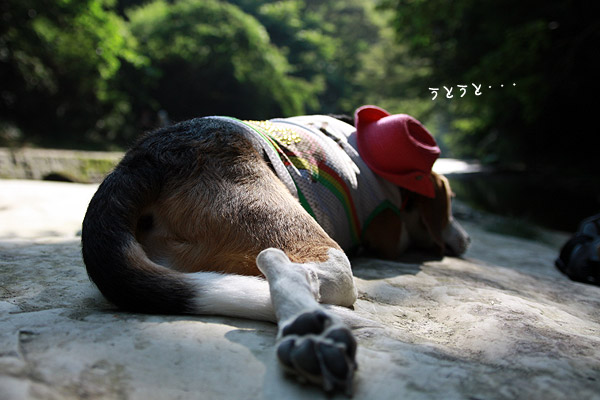 ビーグル きなこ