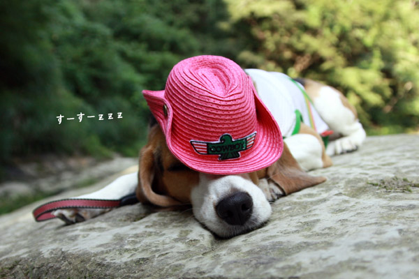 ビーグル きなこ