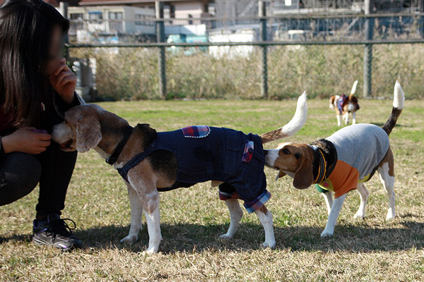 ビーグル きなこ