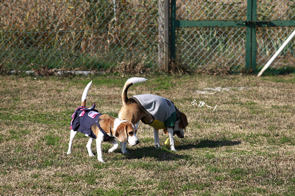 ビーグル きなこ