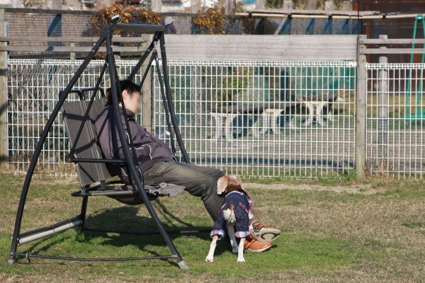 ビーグル きなこ