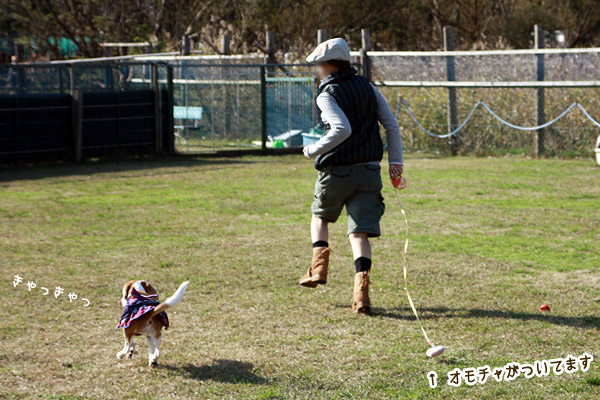 ビーグル きなこ