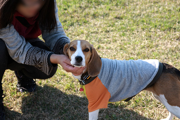 ビーグル きなこ
