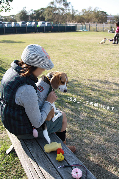 ビーグル きなこ