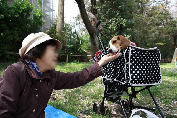 ビーグル きなこ