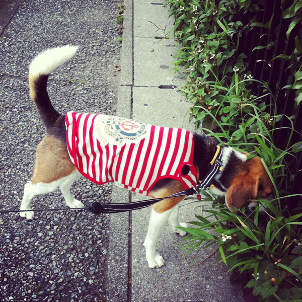 ビーグル きなこ