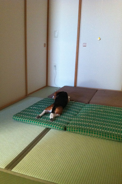 ビーグル きなこ