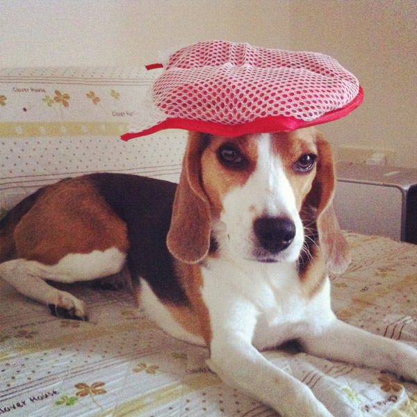 ビーグル きなこ