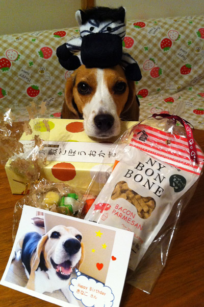 ビーグル きなこ