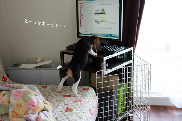 ビーグル きなこ