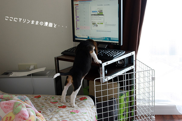 ビーグル きなこ