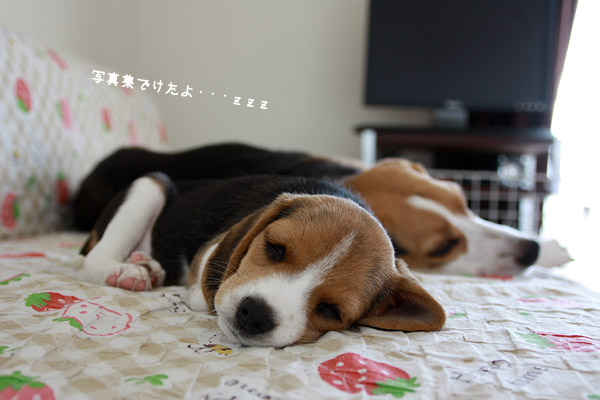 ビーグル きなこ