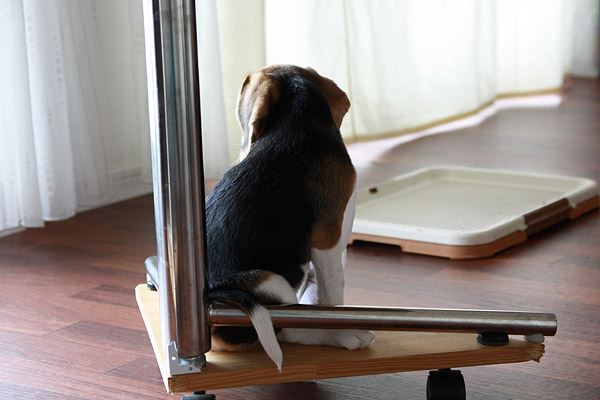 ビーグル きなこ