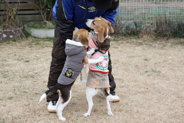 ビーグル きなこ こんぶ