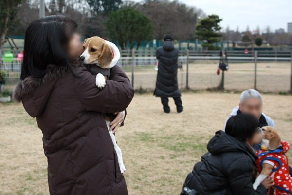 ビーグル きなこ こんぶ