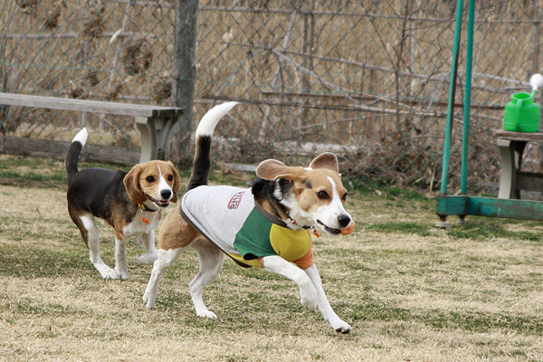 ビーグル きなこ こんぶ