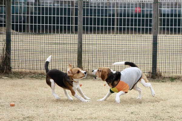ビーグル きなこ こんぶ