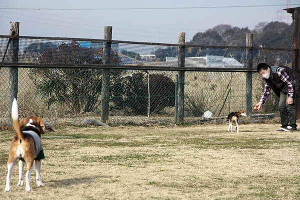 ビーグル きなこ こんぶ