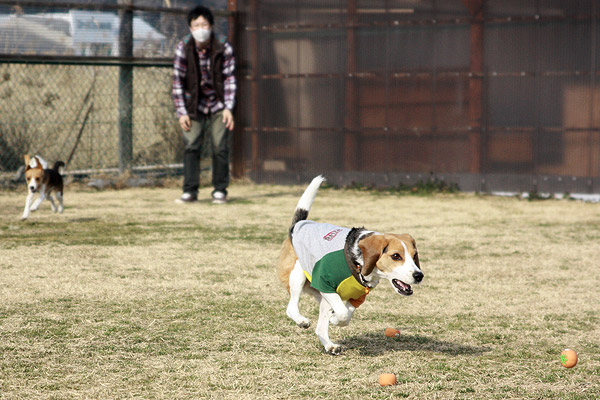 ビーグル きなこ こんぶ